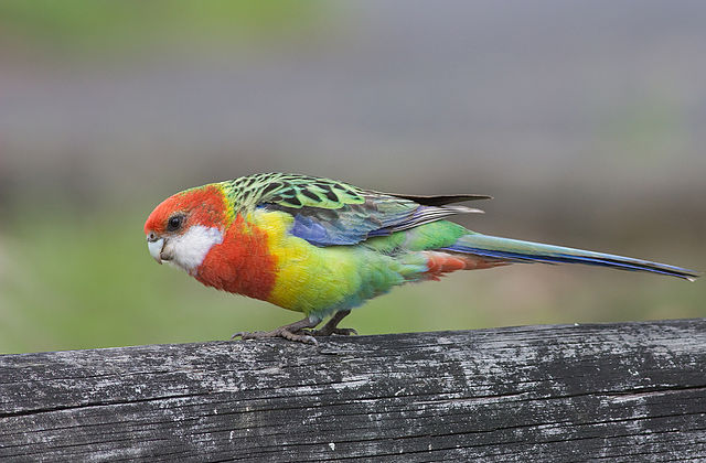 Eastern Rosella Juvenile