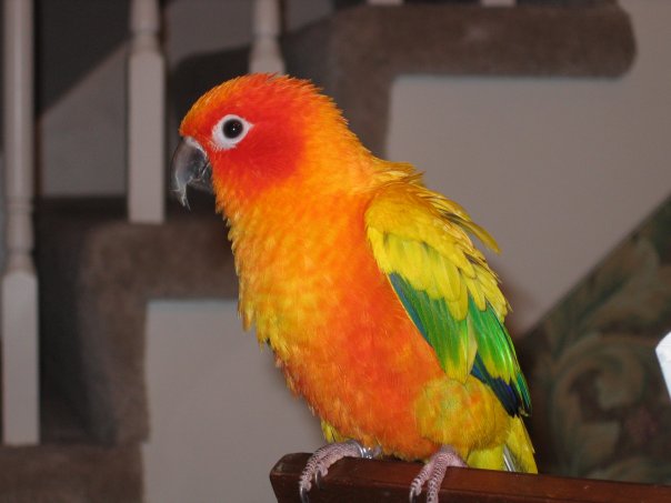 red factor conure
