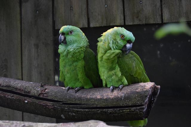 amazon parrot