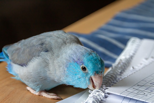Parrotlets