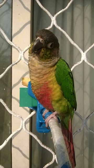 green cheek conure