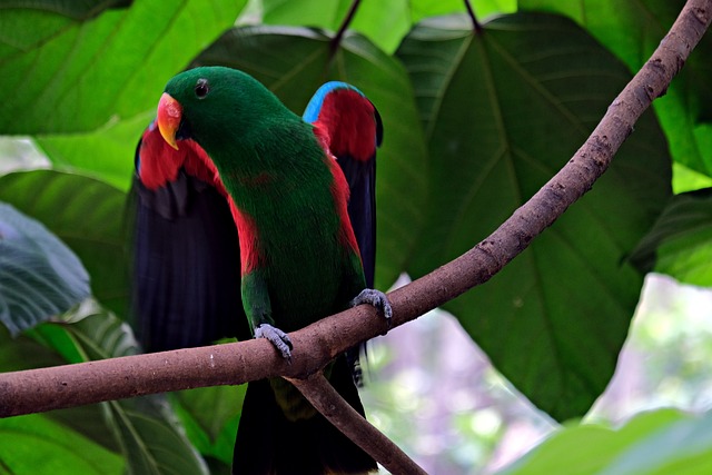 Eclectus Parrot