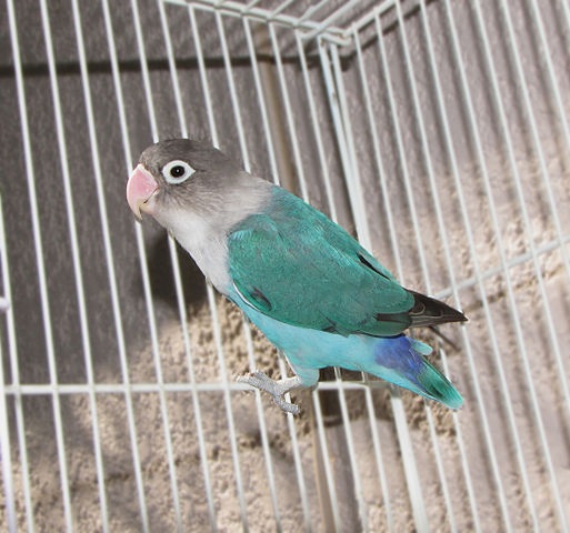 blue masked Lovebird
