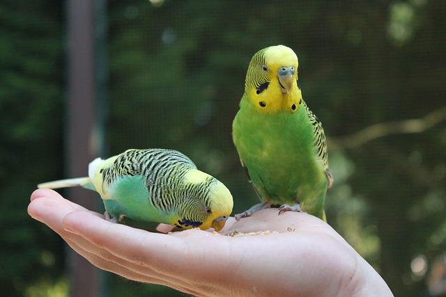 budgie