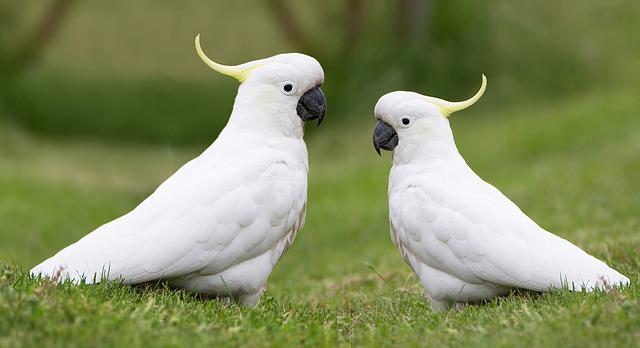 cockatoos