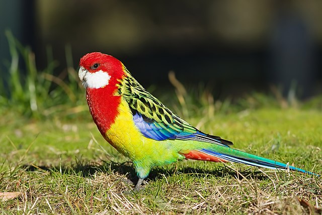 eastern rosella male