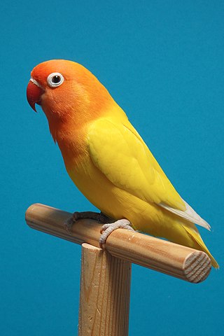 Fischer Lovebird Yellow Mutation