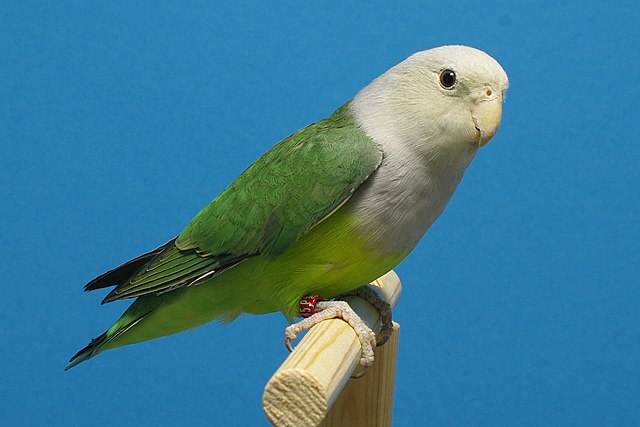 gray headed Lovebird