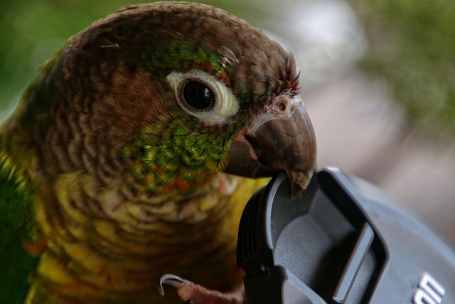 green cheek conure play