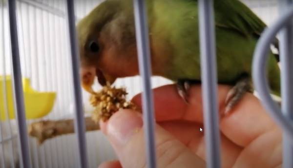 lovebird eating millet seeds from hand