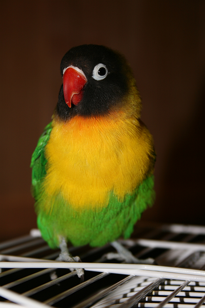 masked lovebird color