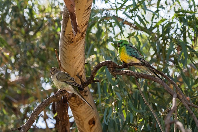 Red-rumped Parrot