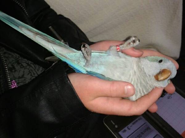 quaker parrot playing