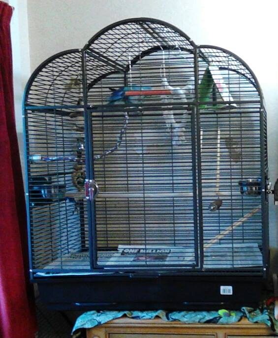 blue quaker parrot cage