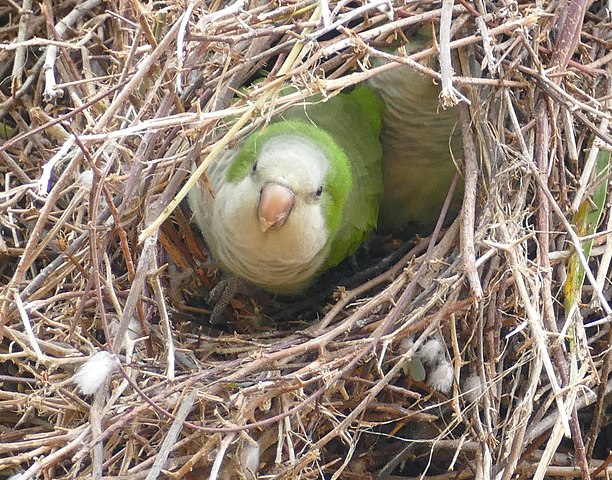 quaker parrot in nest