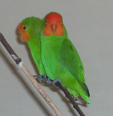 red faced Lovebird