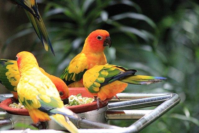 Sun Conure habitat