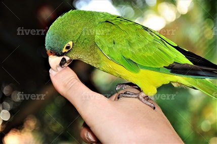 quaker parrot biting