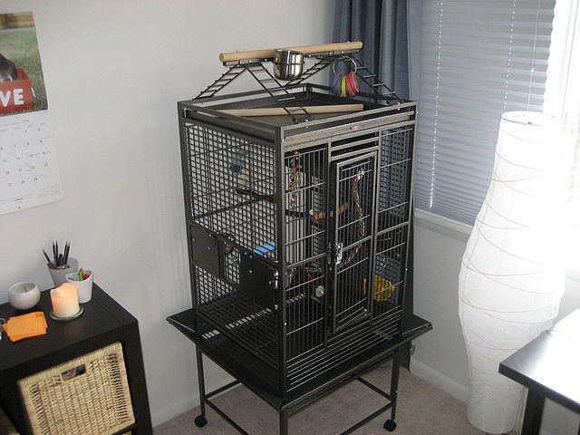 cage-parrot