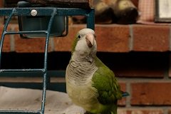 quaker parrot protecting cage