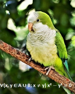 quaker parrot intelligence