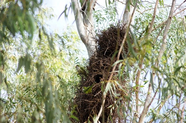 quaker parrot nest colony