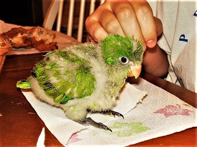 quaker parrot chick