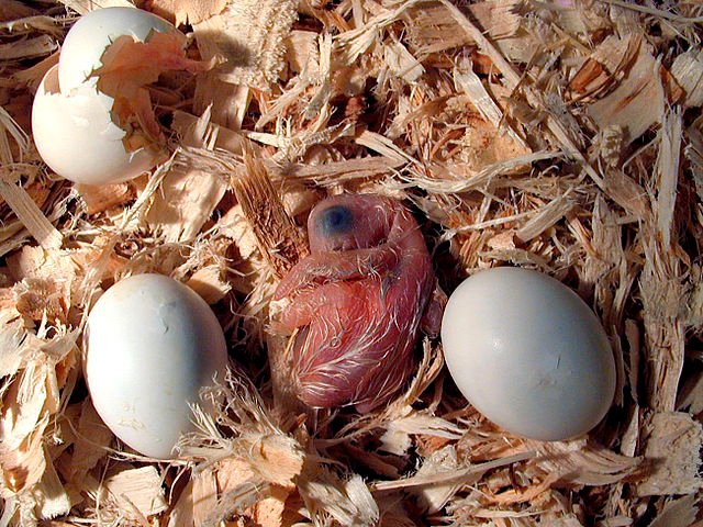 parrot hatching