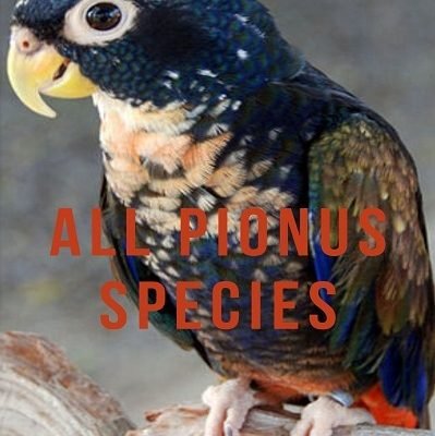 Pionus Parrot Types