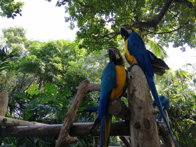 macaw