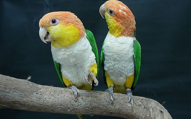 640px-Pionites_leucogaster_-two_perching Caique credit