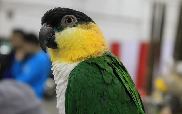 caique gender difference