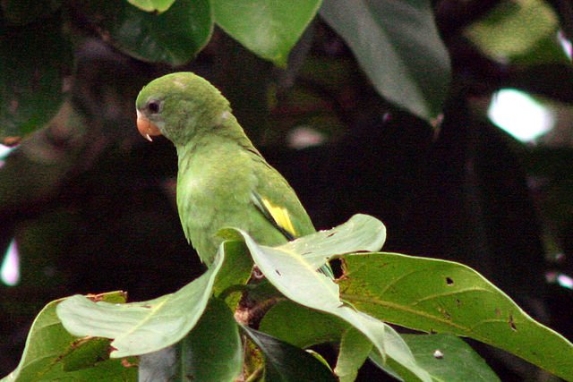 beebee parrot
