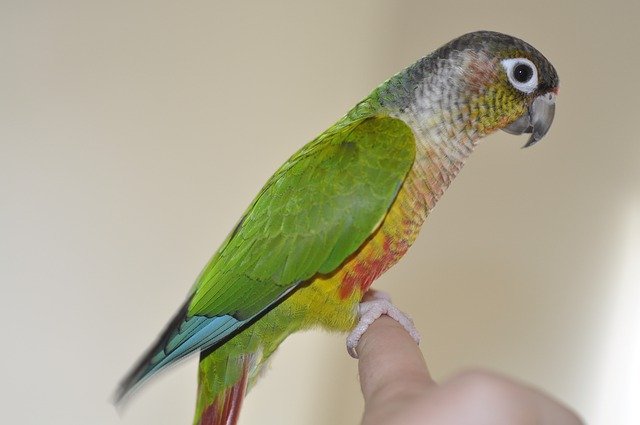 Breeding Green Cheek Conures Parrot World