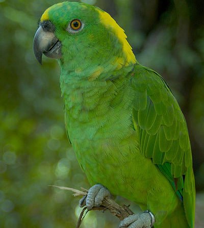 yellow naped parrot