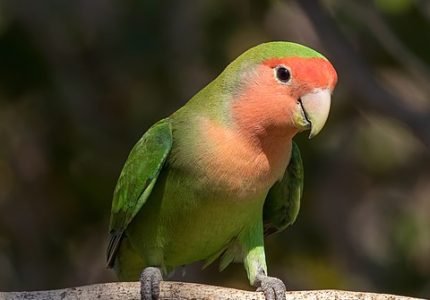 480px-Rosy-faced_lovebird_(Agapornis_roseicollis_roseicollis)