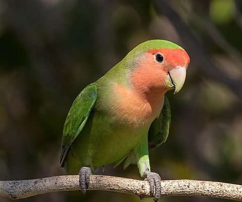 All About Peach Faced Lovebird Parrot World