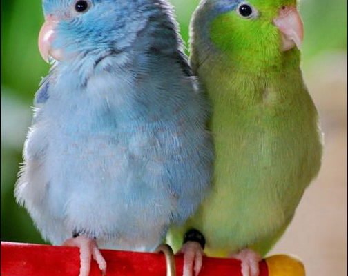 Female_Blue_and_Male_Green_Pacific_Parrotlets