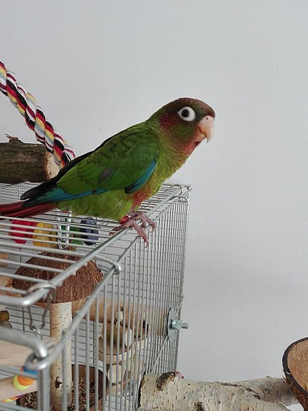 rose crowned Conure