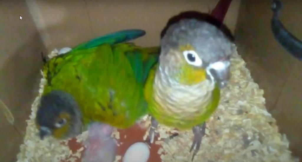 Green Cheek Conure Baby Care Parrot World