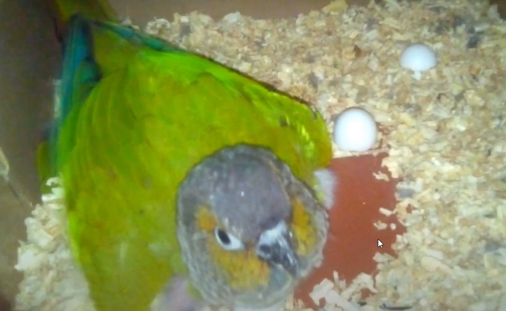 Green Cheek Conure Baby Care Parrot World