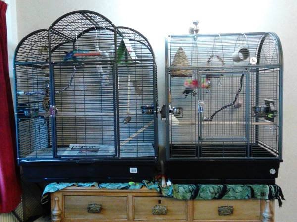 quaker parrot cage