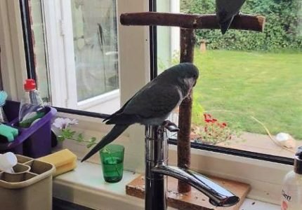quaker parrot stand