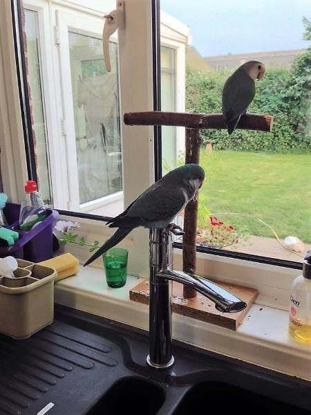 quaker parrot and lovebird next to window