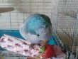 quaker parrot strawberries