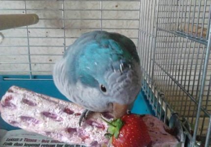 what human foods can quaker parrots eat