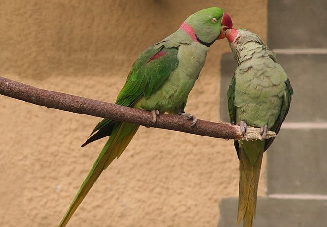 alexandrine parakeet pair
