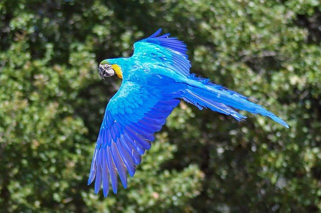 parrot free fly