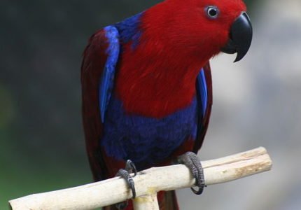 508px-Eclectus_Parrot_(Eclectus_roratus)_-6-4c Female