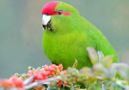 All About Bee Bee Parrots Parrot World